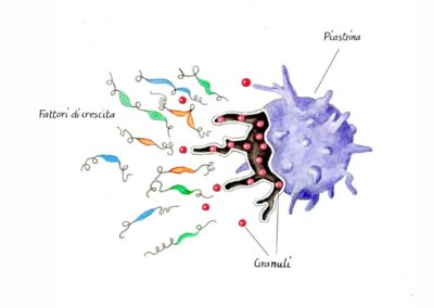 prf belluno, conegliano e feltre